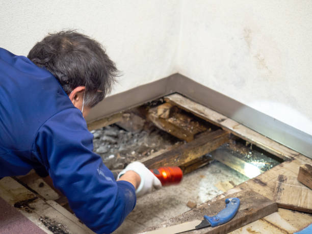 Best Emergency Mold Remediation in Coyne Center, IL