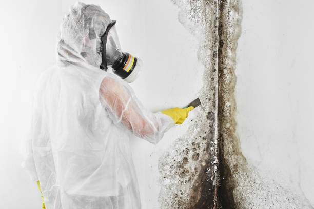 Best Bathroom Mold Remediation in Coyne Center, IL
