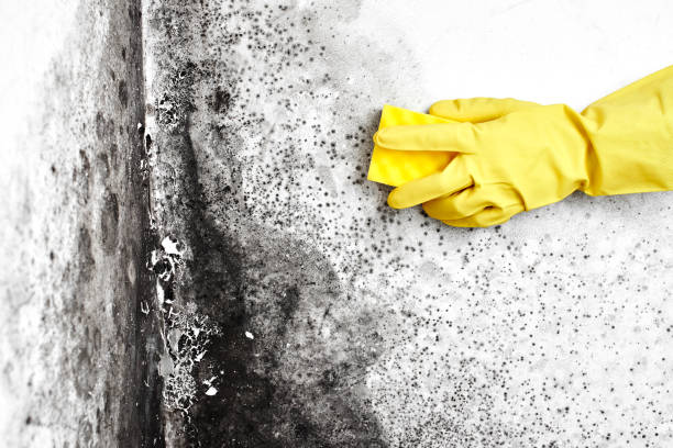 Best DIY Mold Remediation Support Services in Coyne Center, IL