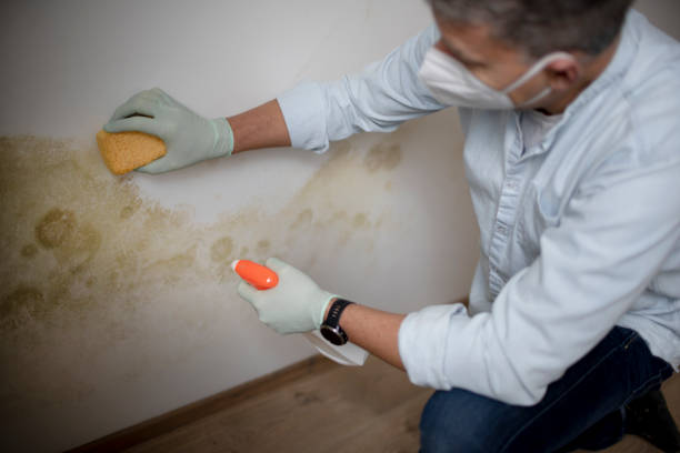 Best HVAC Mold Remediation in Coyne Center, IL