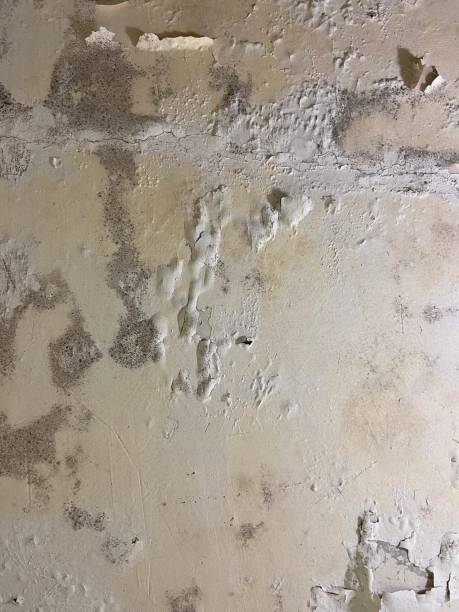 Best Residential Mold Remediation in Coyne Center, IL