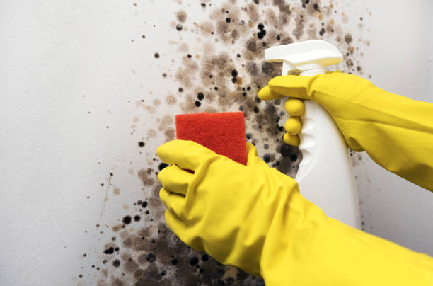 Best Basement Mold Remediation in Coyne Center, IL