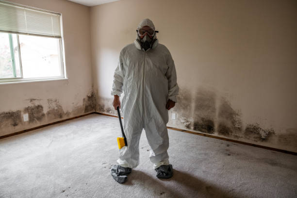 Best Post-Flood Mold Remediation in Coyne Center, IL