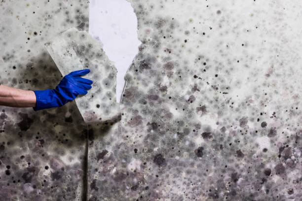 Best Mold Testing and Inspection Services in Coyne Center, IL