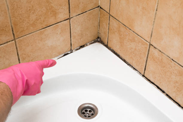 Best Commercial Mold Remediation in Coyne Center, IL
