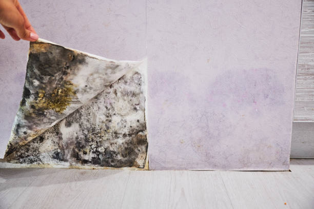 Coyne Center, IL Mold Remediation Company